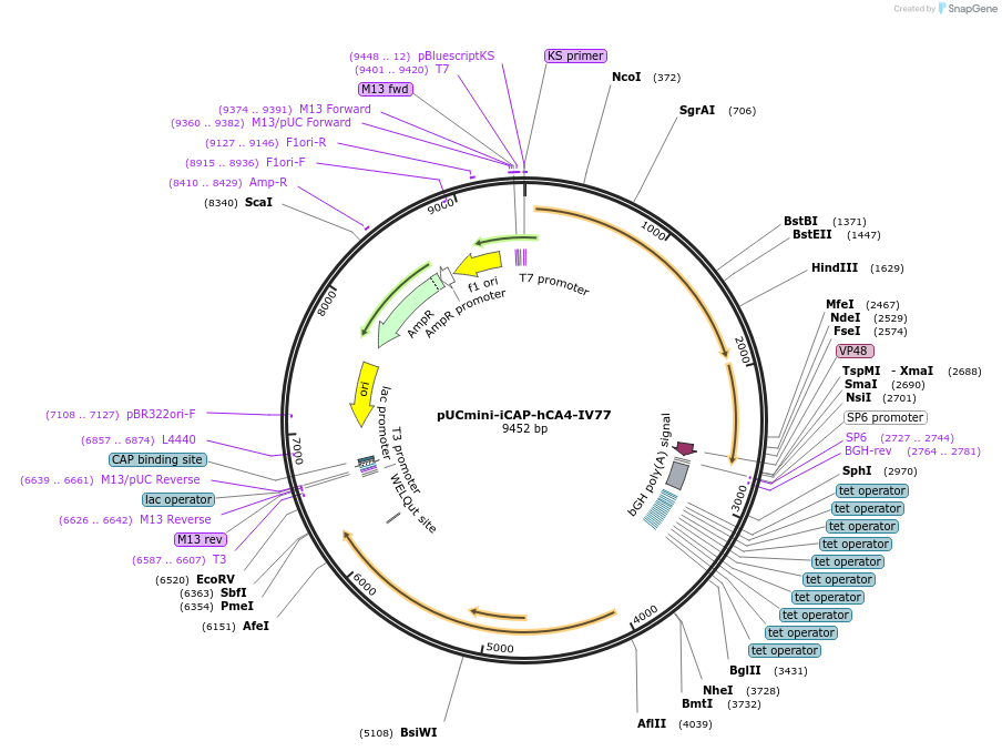 244906-plasmid-map-sequence-id-492326