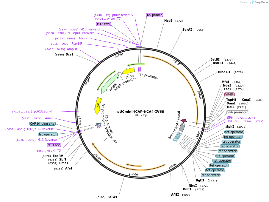 244907-plasmid-map-sequence-id-492327
