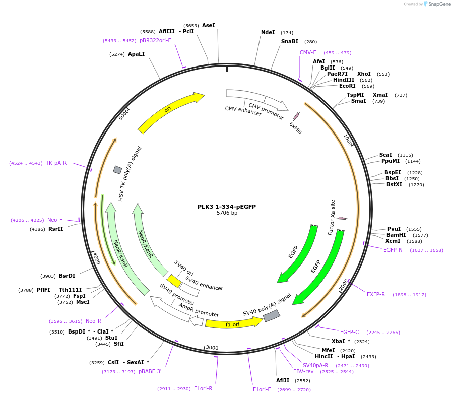 23266-plasmid-map-sequence-id-492339