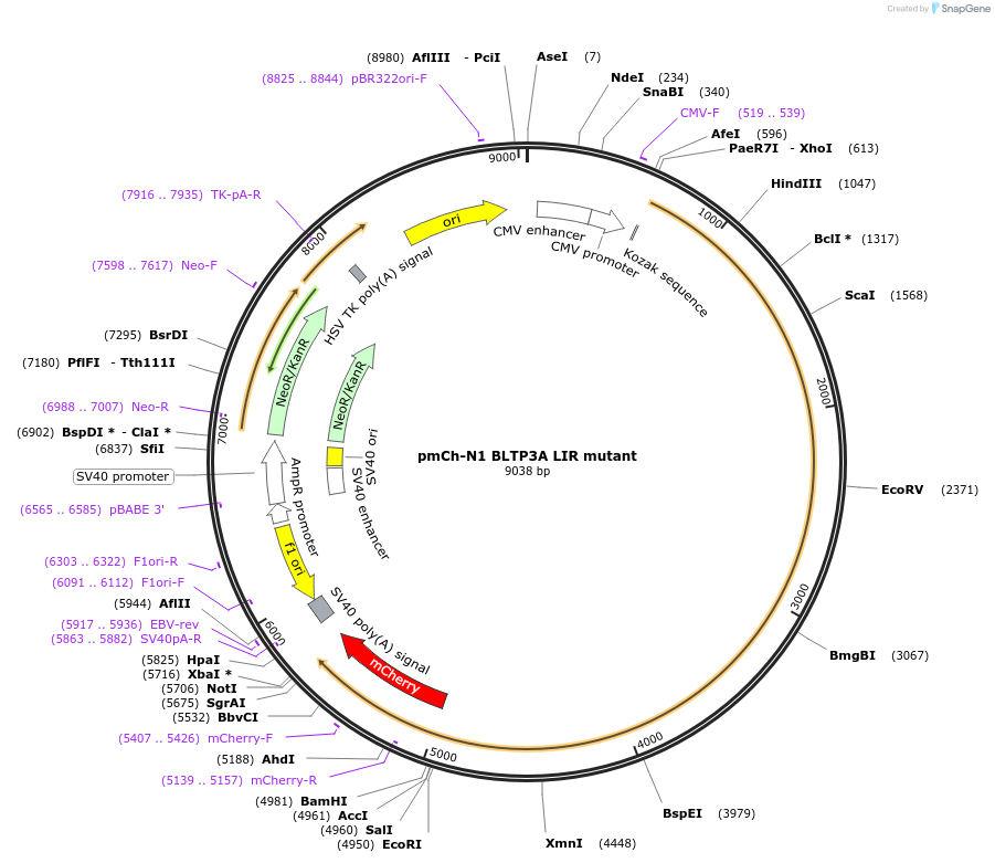 241249-plasmid-map-sequence-id-492341