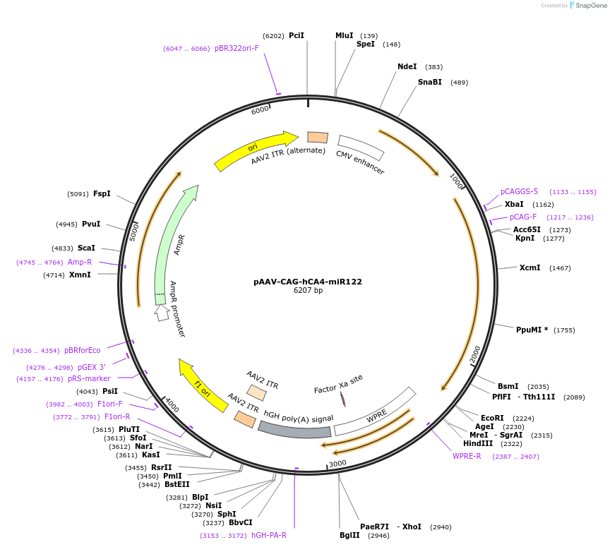 244908-plasmid-map-sequence-id-492353