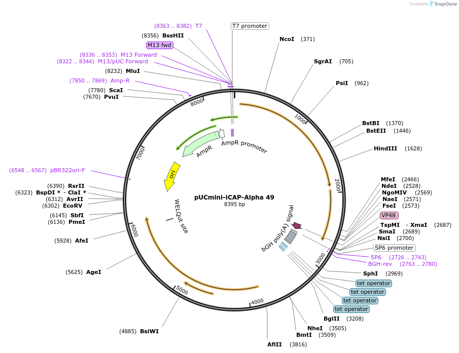 244910-plasmid-map-sequence-id-492356