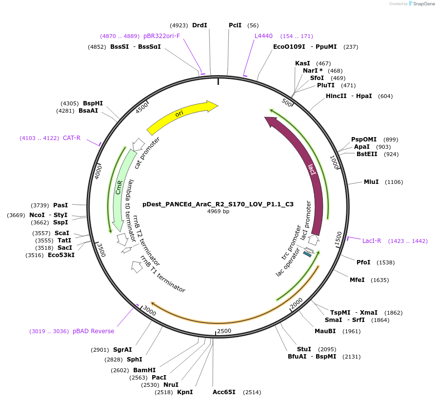 242154-plasmid-map-sequence-id-492357