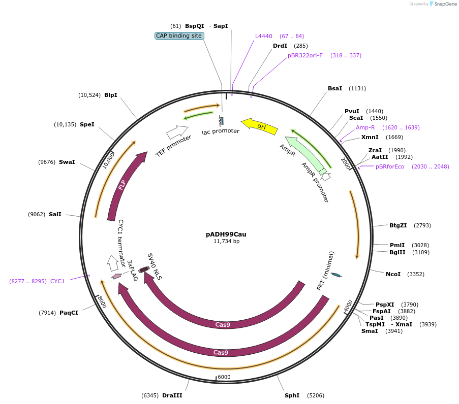 244807-plasmid-map-sequence-id-492361