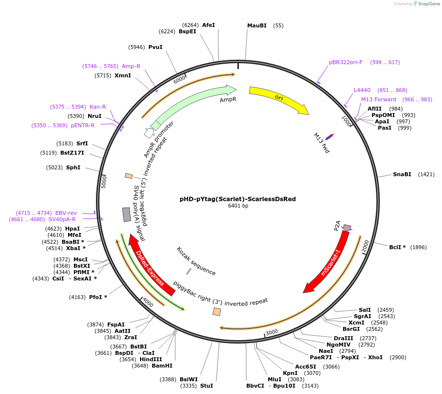 244938-plasmid-map-sequence-id-492362