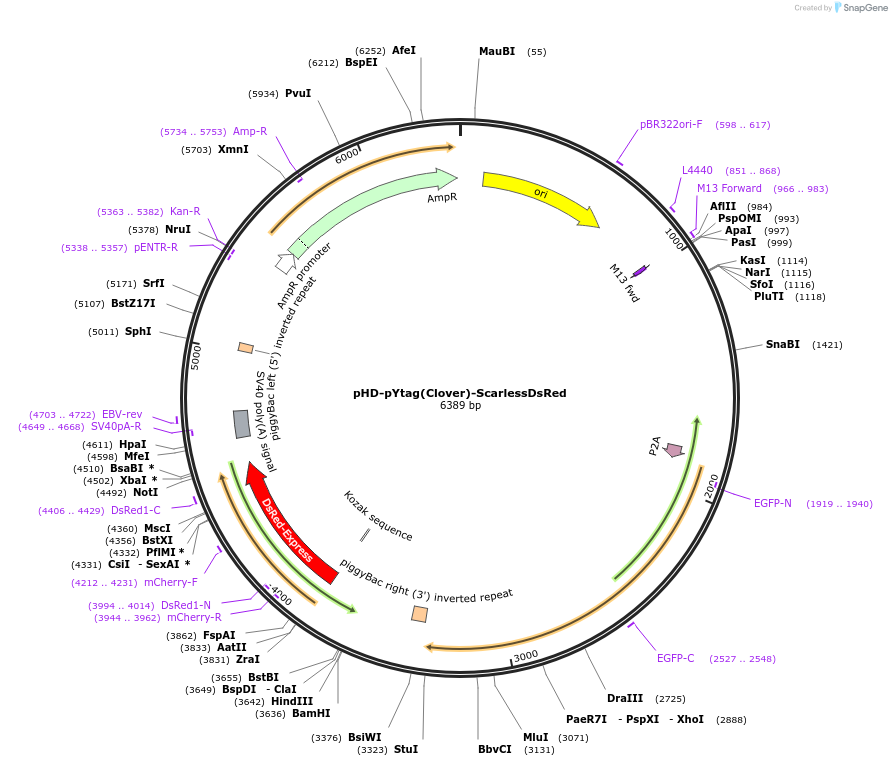 244931-plasmid-map-sequence-id-492363