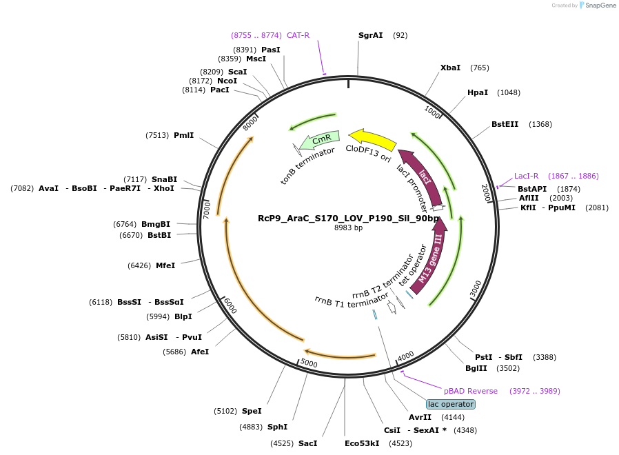 242158-plasmid-map-sequence-id-492364