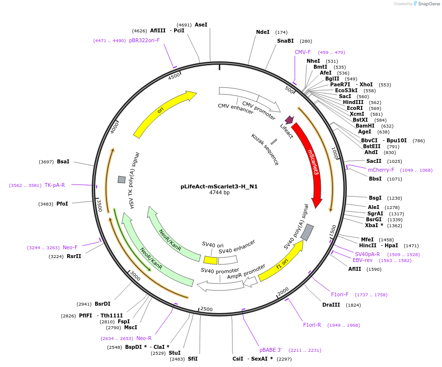 242972-plasmid-map-sequence-id-492369