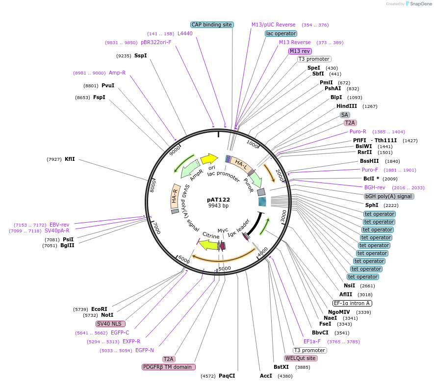 242613-plasmid-map-sequence-id-492403