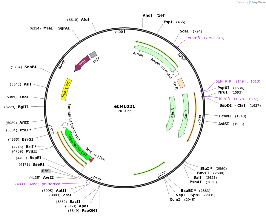238405-plasmid-map-sequence-id-492406