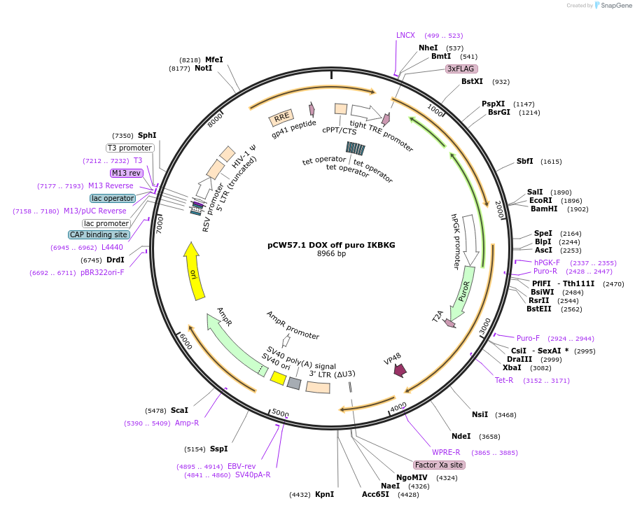 241439-plasmid-map-sequence-id-492414