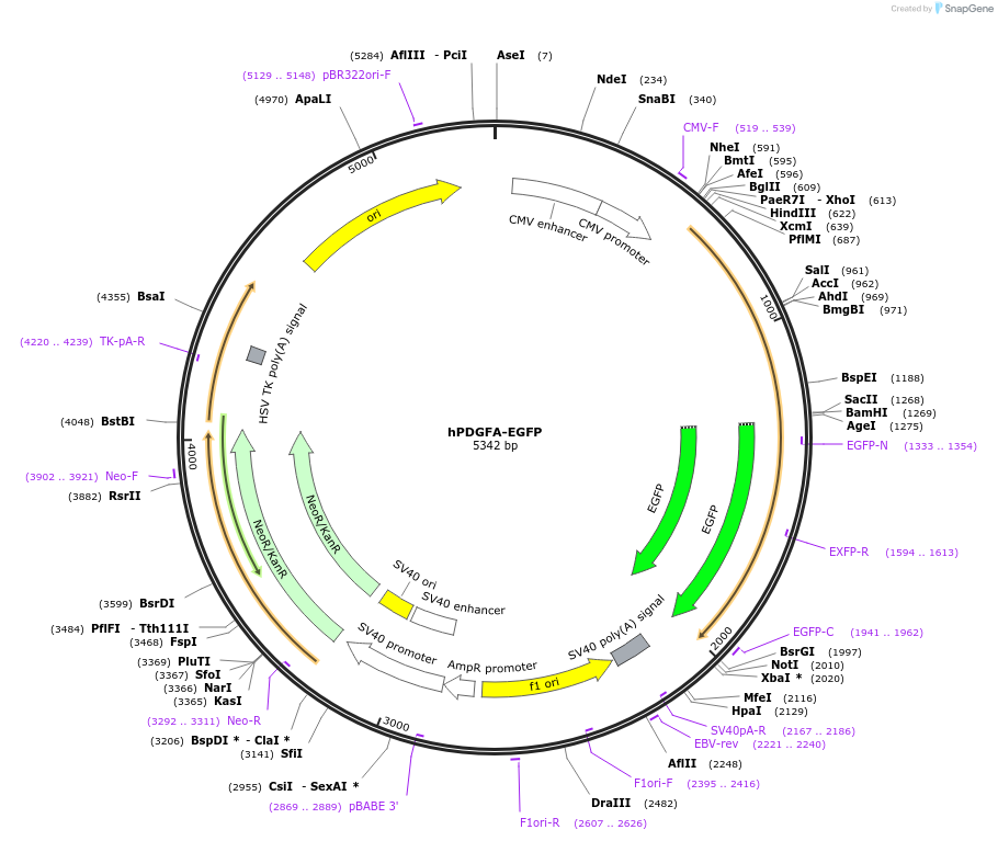 242343-plasmid-map-sequence-id-492420