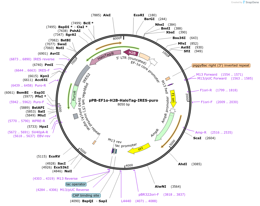 247460-plasmid-map-sequence-id-492429