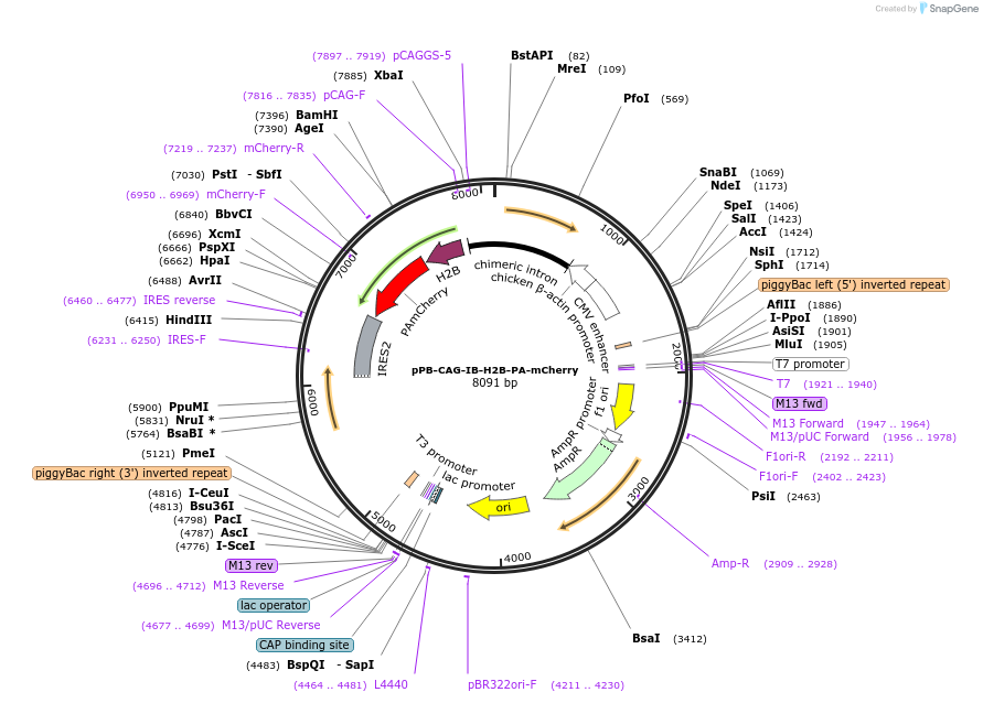 247339-plasmid-map-sequence-id-492433