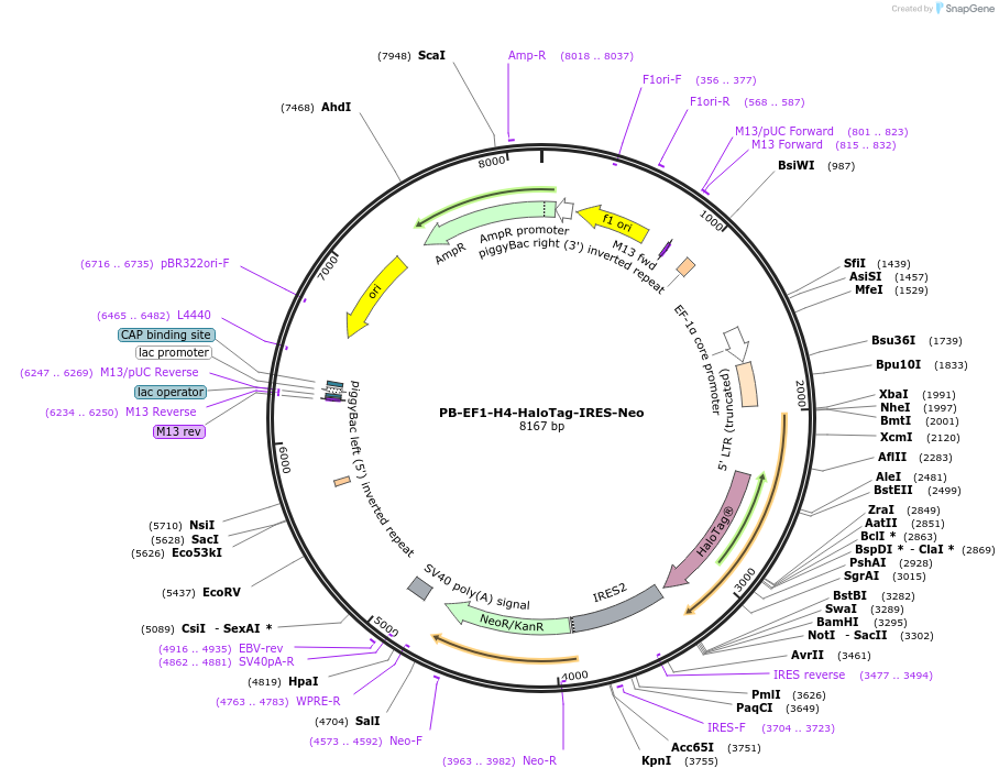 247450-plasmid-map-sequence-id-492439