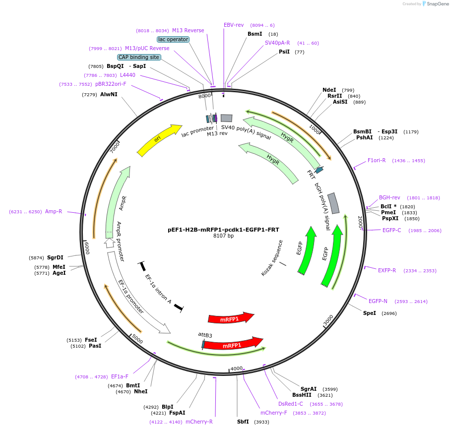 247334-plasmid-map-sequence-id-492445