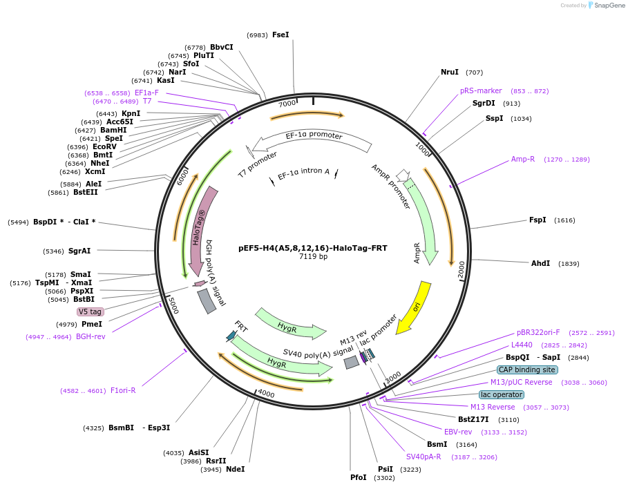 247455-plasmid-map-sequence-id-492447