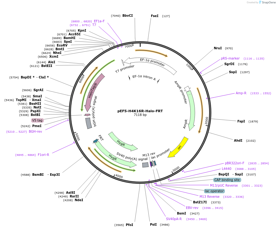247457-plasmid-map-sequence-id-492448