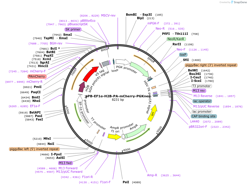 247340-plasmid-map-sequence-id-492505