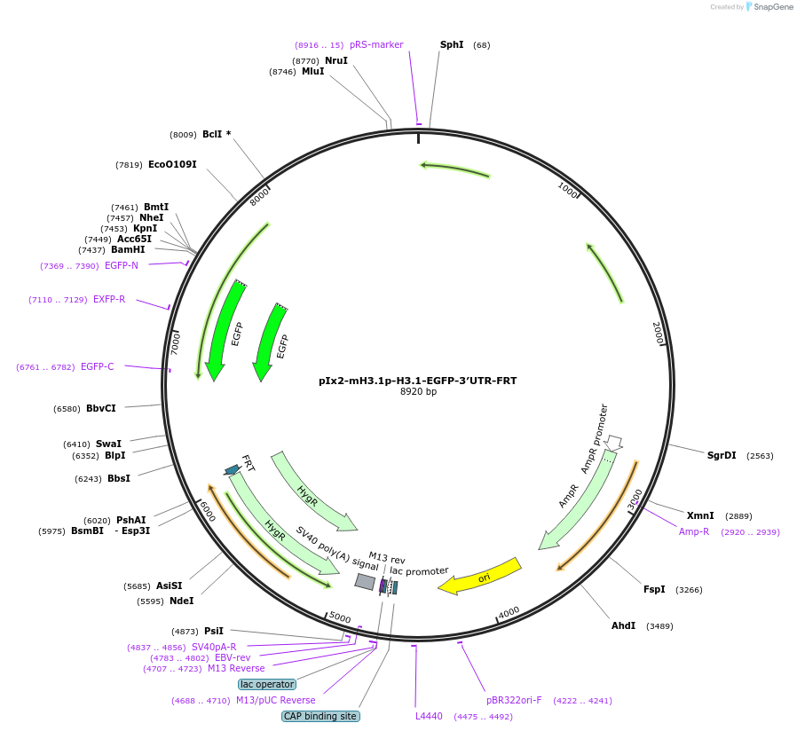 247342-plasmid-map-sequence-id-492510