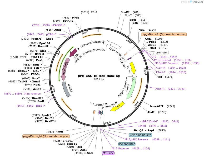 247345-plasmid-map-sequence-id-492512