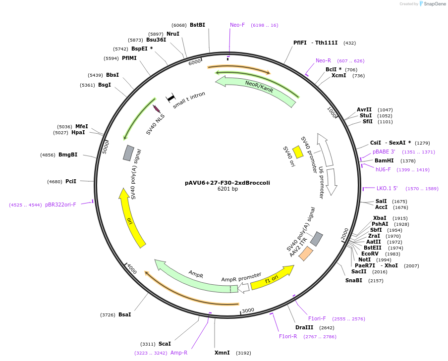 66842-plasmid-map-sequence-id-492528