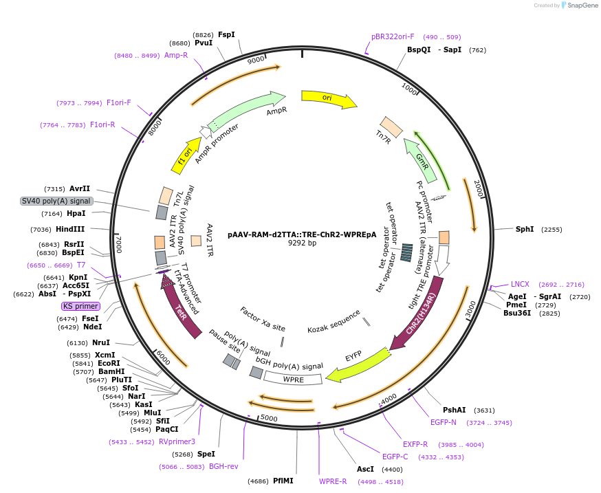 84471-plasmid-map-sequence-id-492536