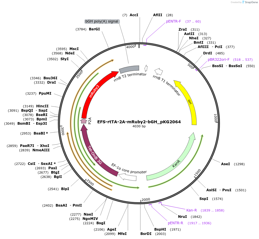 246373-plasmid-map-sequence-id-492550