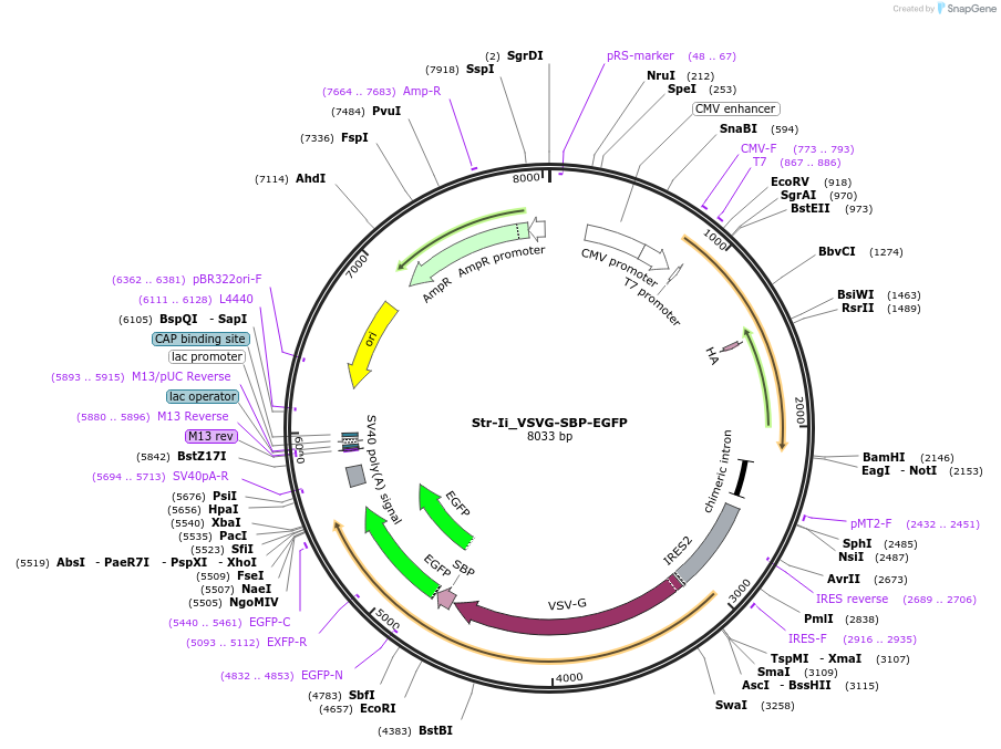 65300-plasmid-map-sequence-id-492557