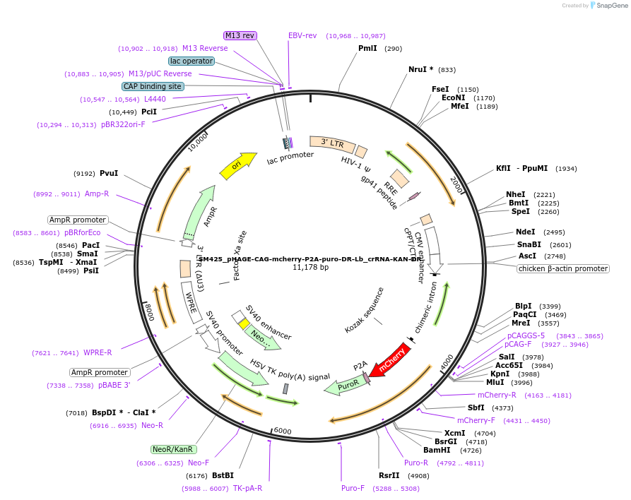244225-plasmid-map-sequence-id-492591