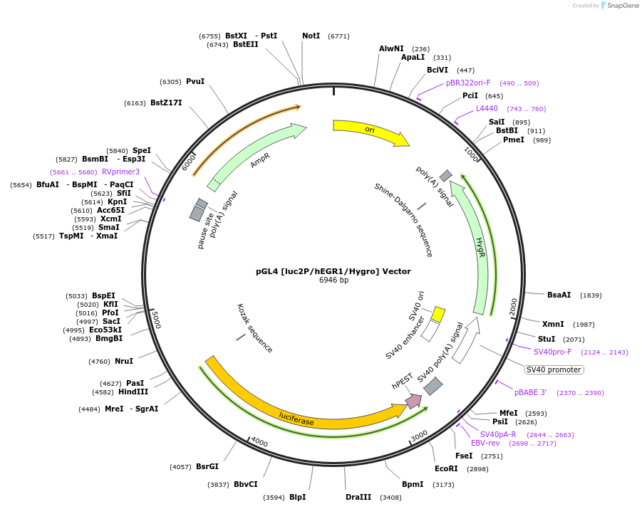 236821-plasmid-map-sequence-id-492597