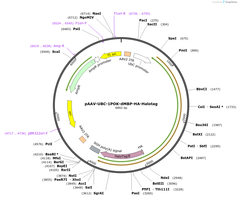 239616-plasmid-map-sequence-id-492622