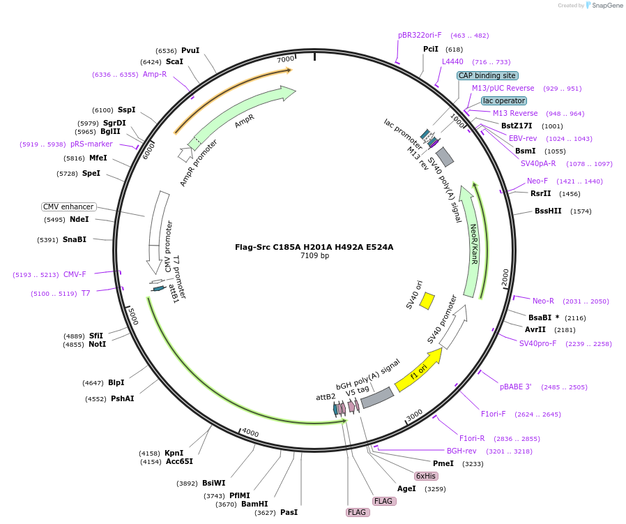 246427-plasmid-map-sequence-id-492628