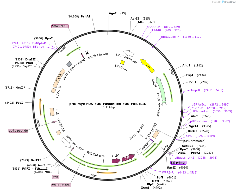 223285-plasmid-map-sequence-id-492630