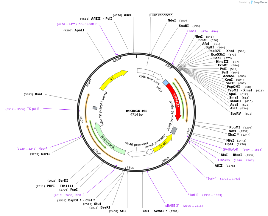 54756-plasmid-map-sequence-id-492633