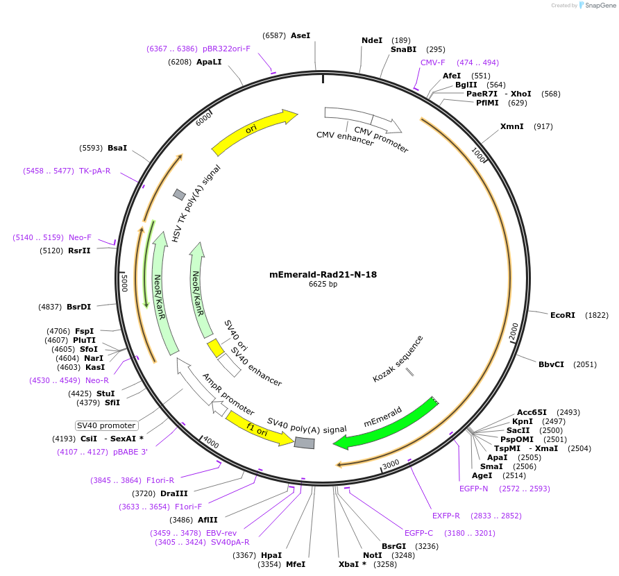 54248-plasmid-map-sequence-id-492634