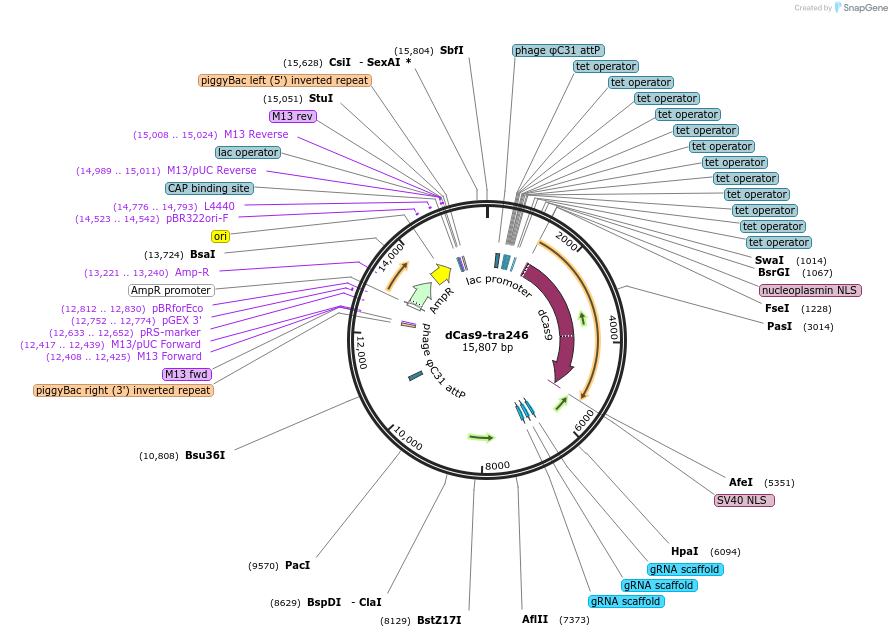 246024-plasmid-map-sequence-id-492667