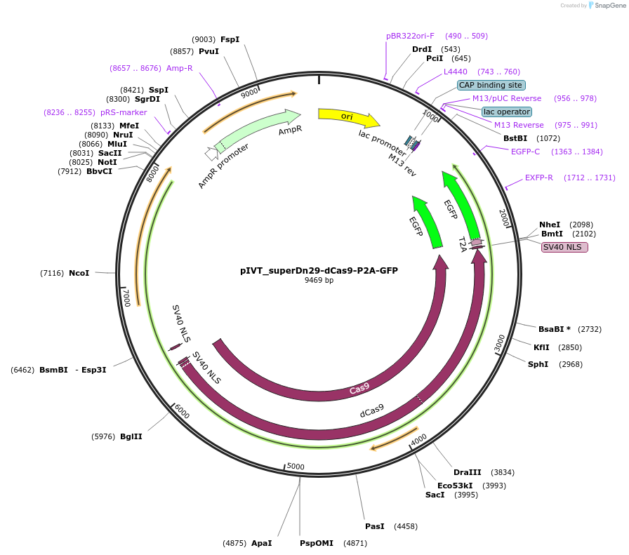 247166-plasmid-map-sequence-id-492671