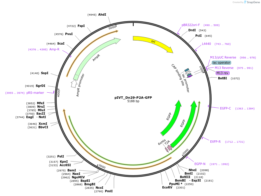 247161-plasmid-map-sequence-id-492672