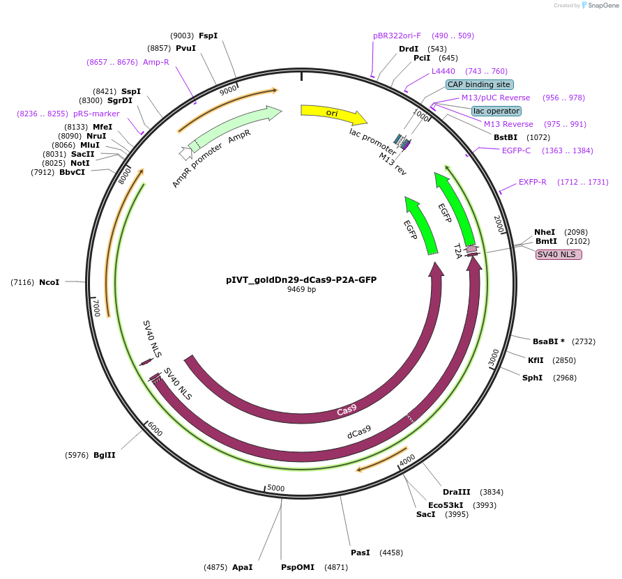 247167-plasmid-map-sequence-id-492673