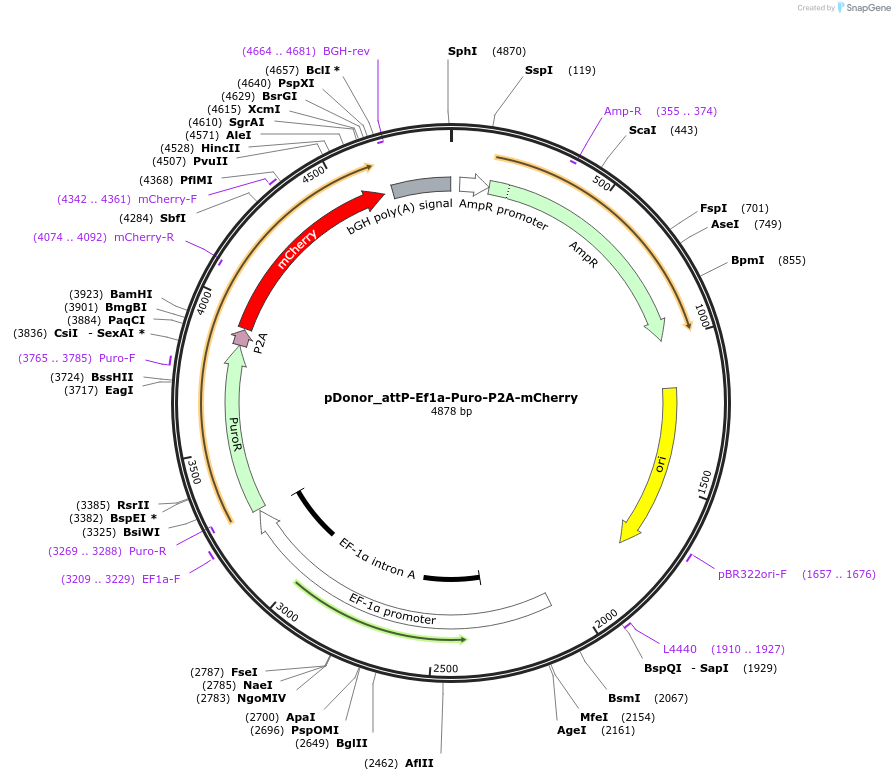 247159-plasmid-map-sequence-id-492680