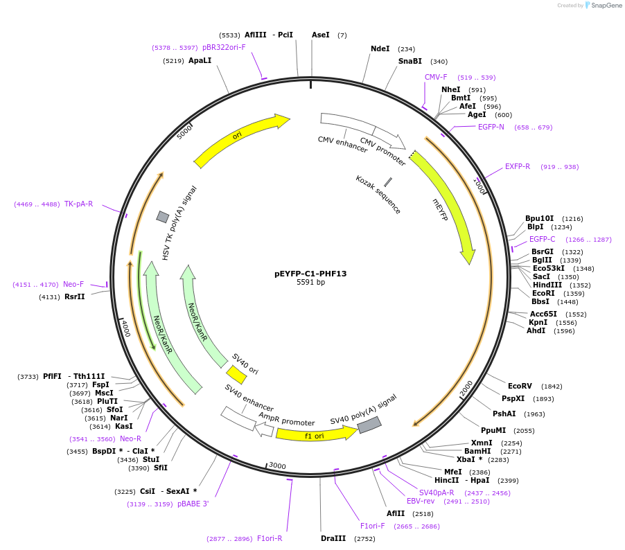 246098-plasmid-map-sequence-id-492691