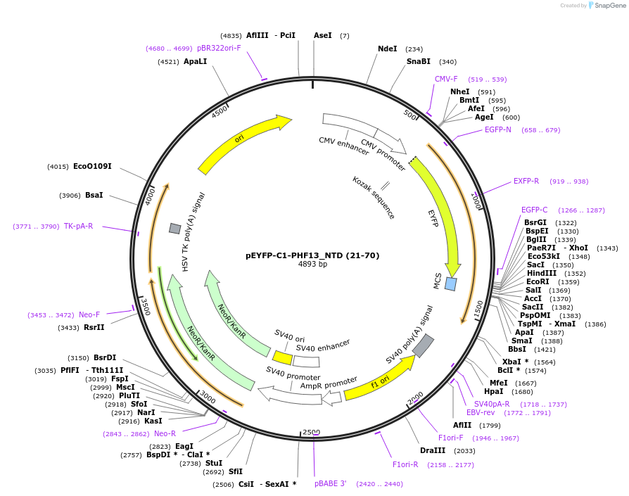 246099-plasmid-map-sequence-id-492692