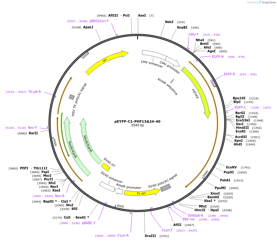246101-plasmid-map-sequence-id-492694