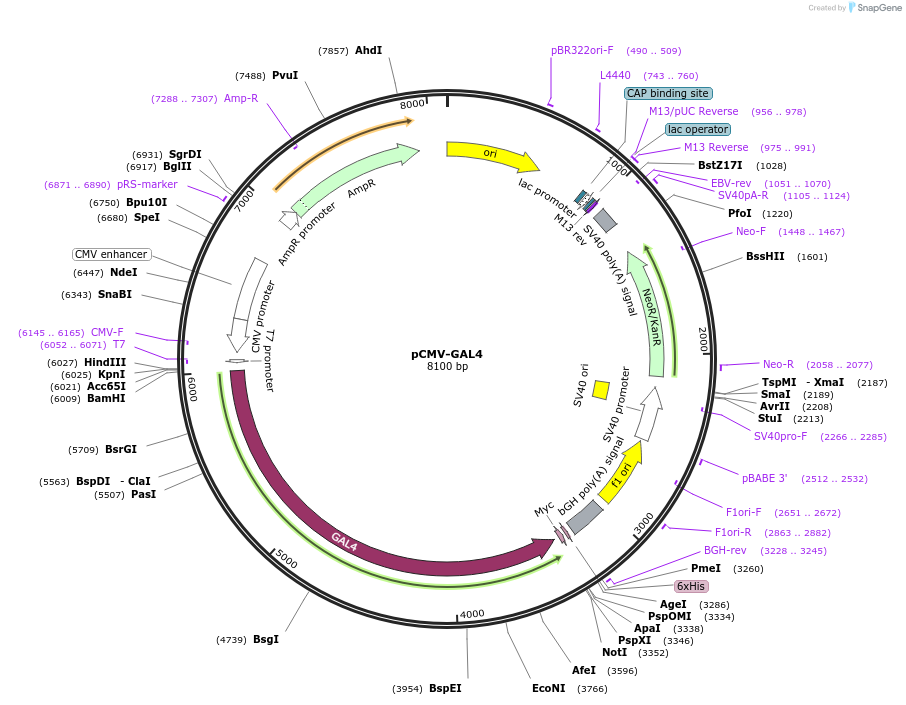 24345-plasmid-map-sequence-id-492709
