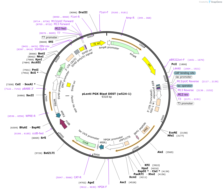 19065-plasmid-map-sequence-id-492727