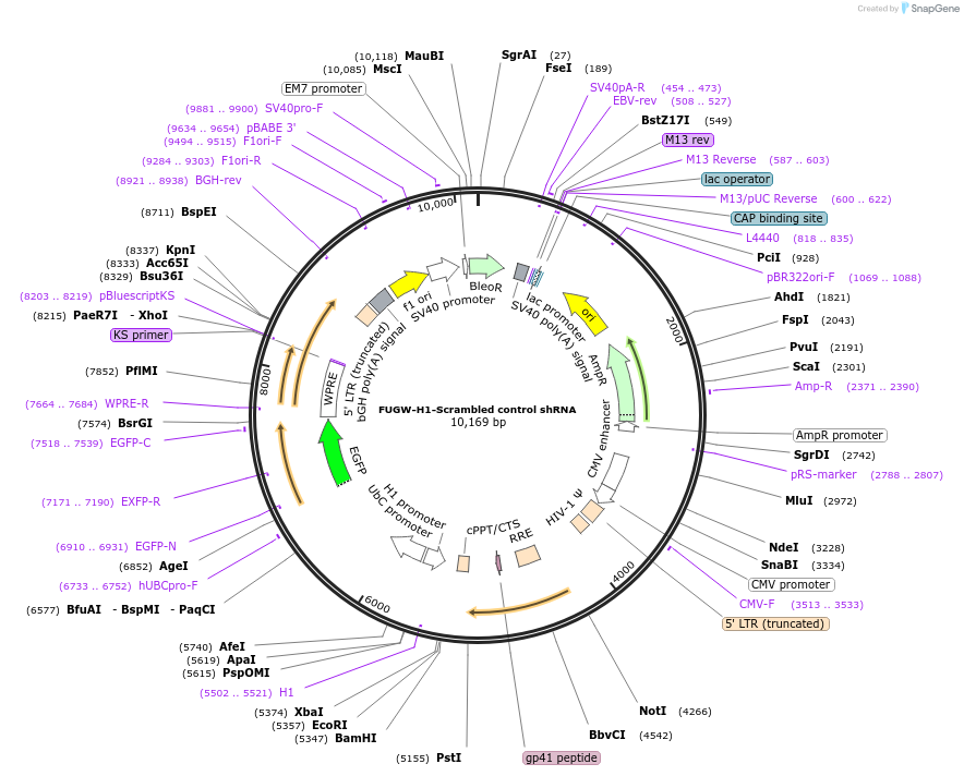 40625-plasmid-map-sequence-id-492728