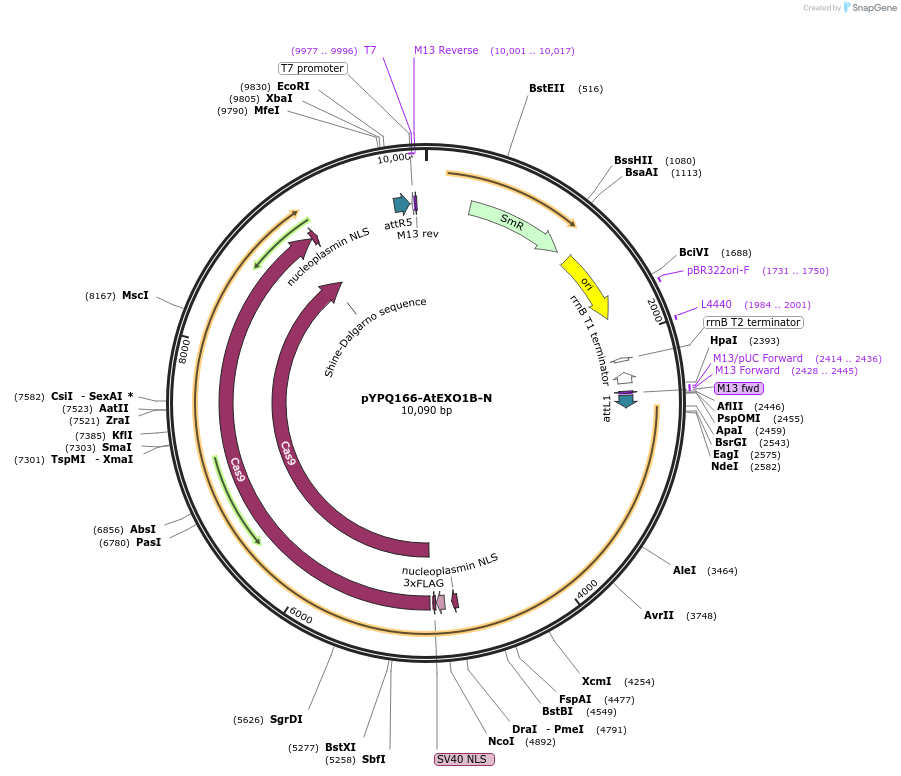 244023-plasmid-map-sequence-id-492740
