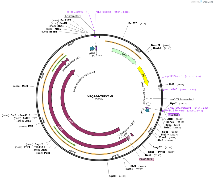 244022-plasmid-map-sequence-id-492741