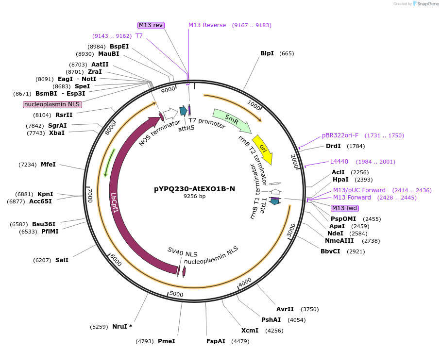 244024-plasmid-map-sequence-id-492743